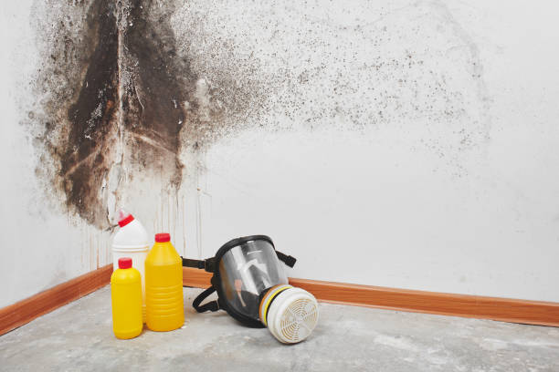 Professional Mold Removal in Campbellsburg, KY