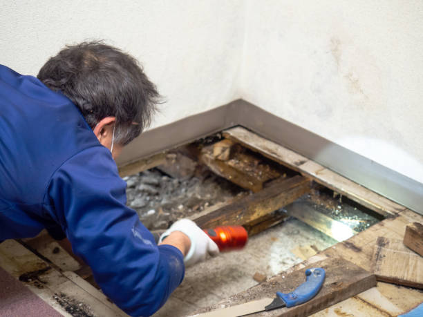 Best Commercial Mold Removal  in Campbellsburg, KY