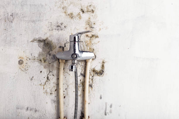 Best Affordable Mold Removal  in Campbellsburg, KY