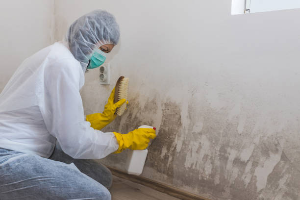 Best Black Mold Removal  in Campbellsburg, KY