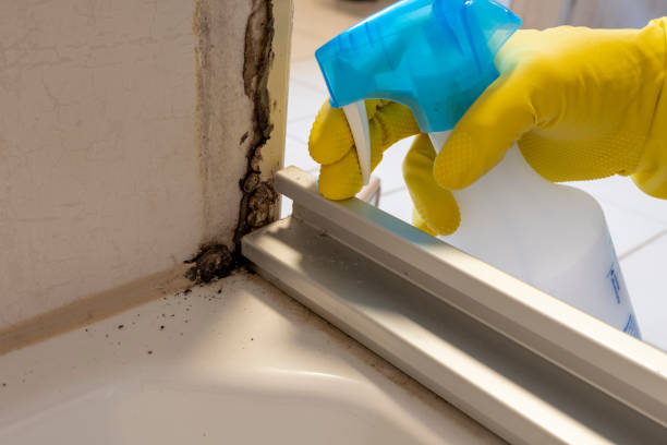 Best Home Mold Removal  in Campbellsburg, KY