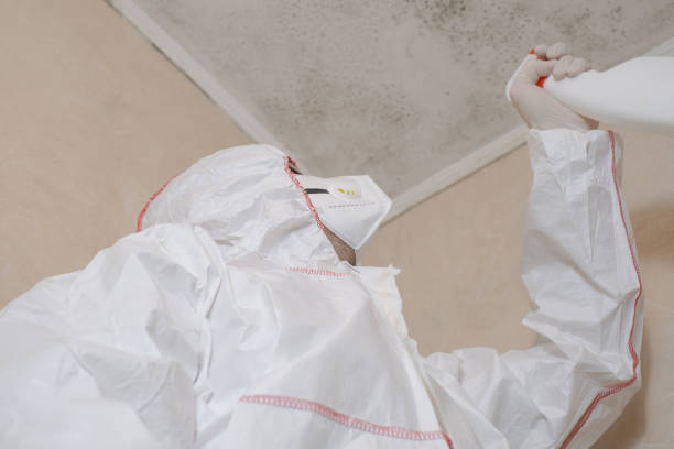 Best Best Mold Removal Companies  in Campbellsburg, KY