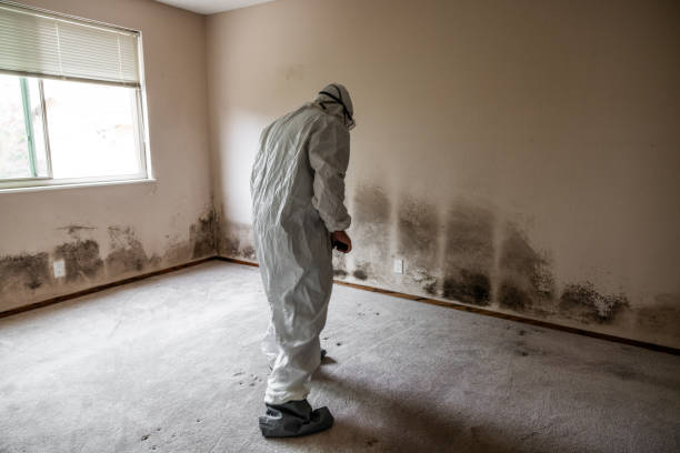 Office Mold Removal Services in Campbellsburg, KY