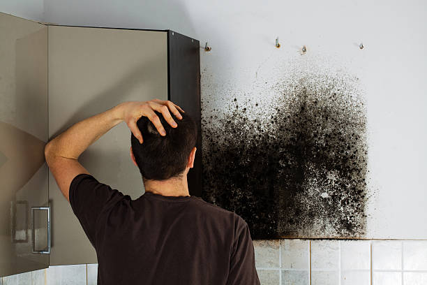 Best Attic Mold Removal  in Campbellsburg, KY