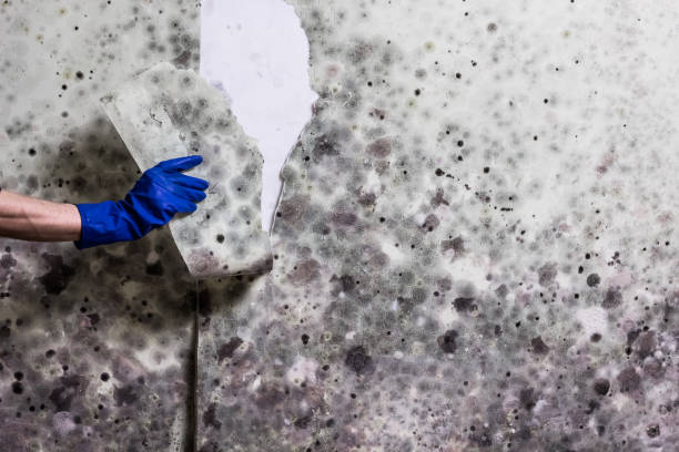Best Mold Removal Near Me  in Campbellsburg, KY