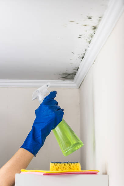 Best Mold Remediation  in Campbellsburg, KY